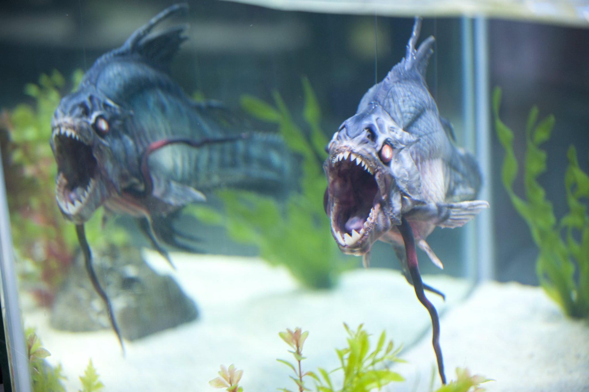 Dimension Films' PIRANHA 3DD Splashes Into